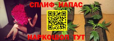 прущие крисы Будённовск